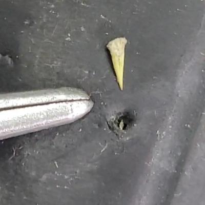 колючка от растения "якорцы" в колесе | a thorn from the Tribulus plant in a wheel