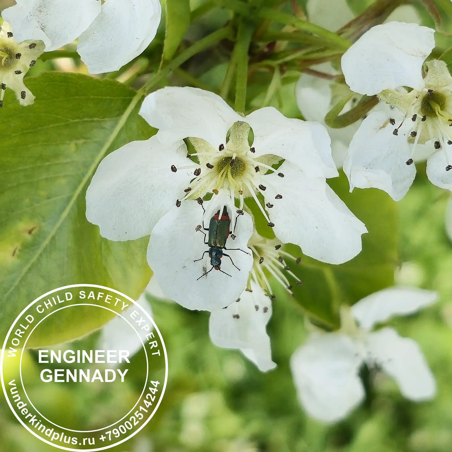 Apple blossom with a small beetle. Natural engineering at its finest.