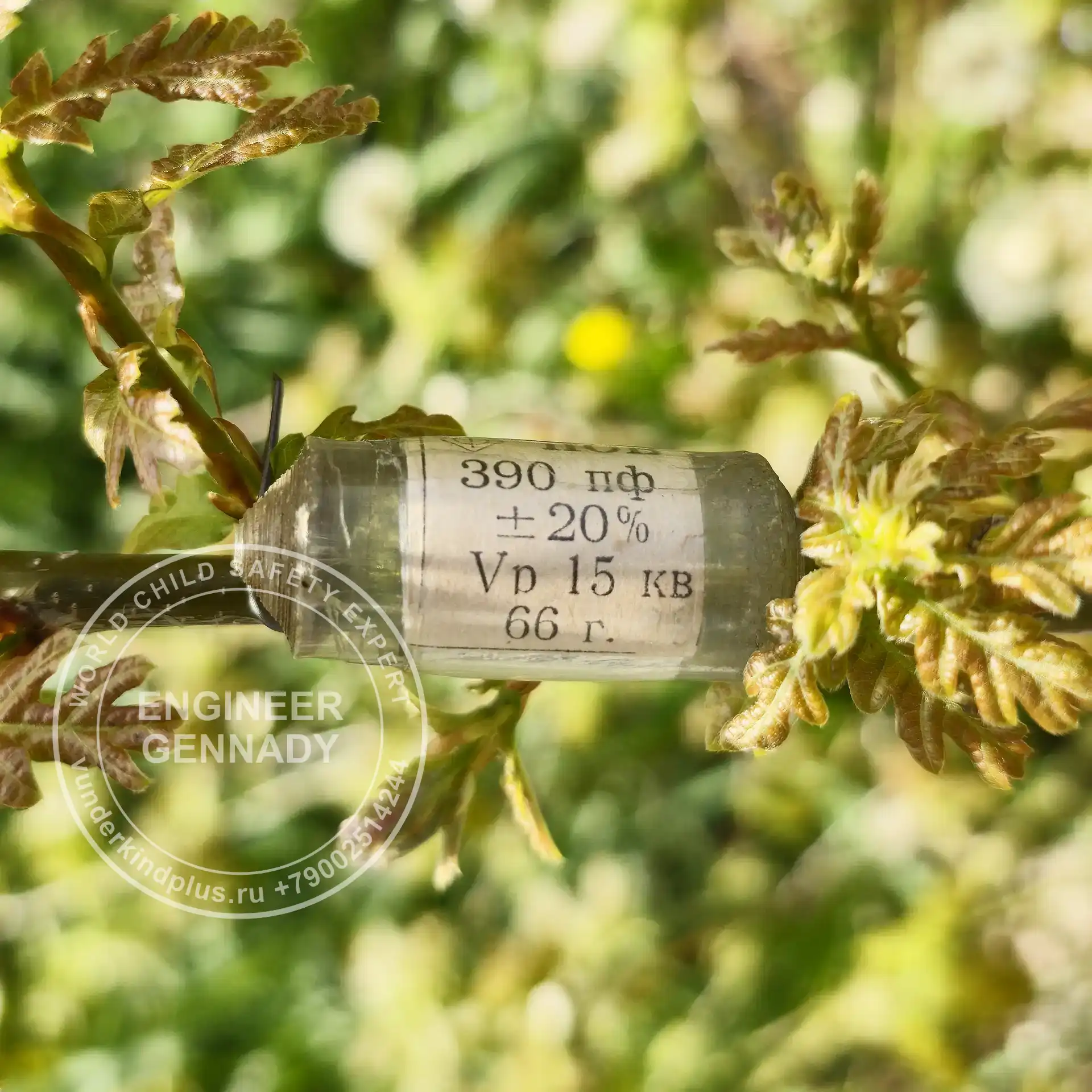 POV 15kV capacitor from 1966 on a young oak branch. Pure energy storage in matter.