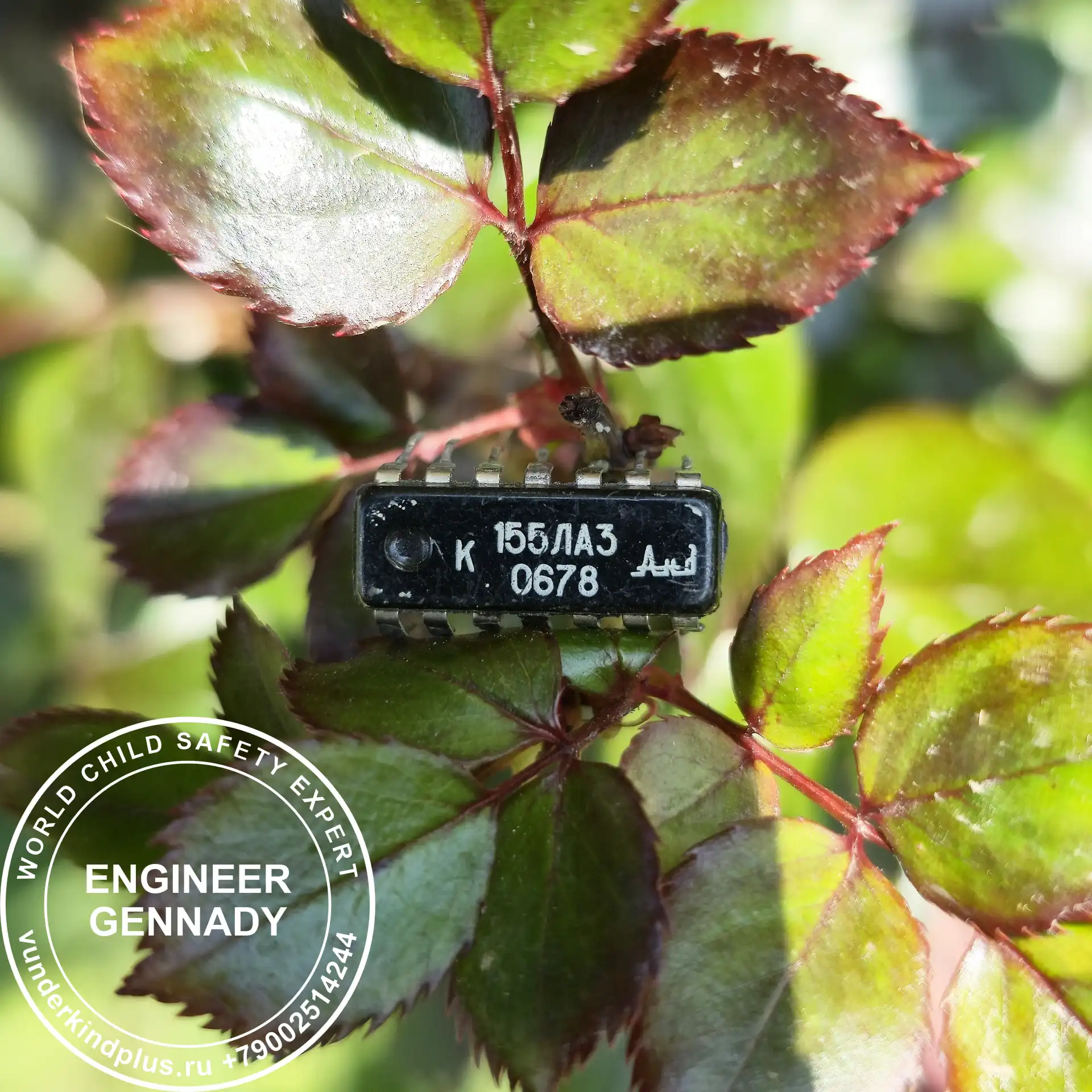 K155LA3 microchip integrated into a living green bush. Harmony of technology and nature.