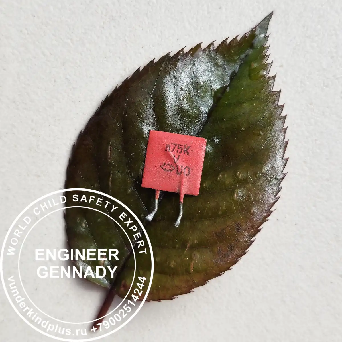 Red ceramic capacitor N75K on a fallen leaf. The fragility of physical components.